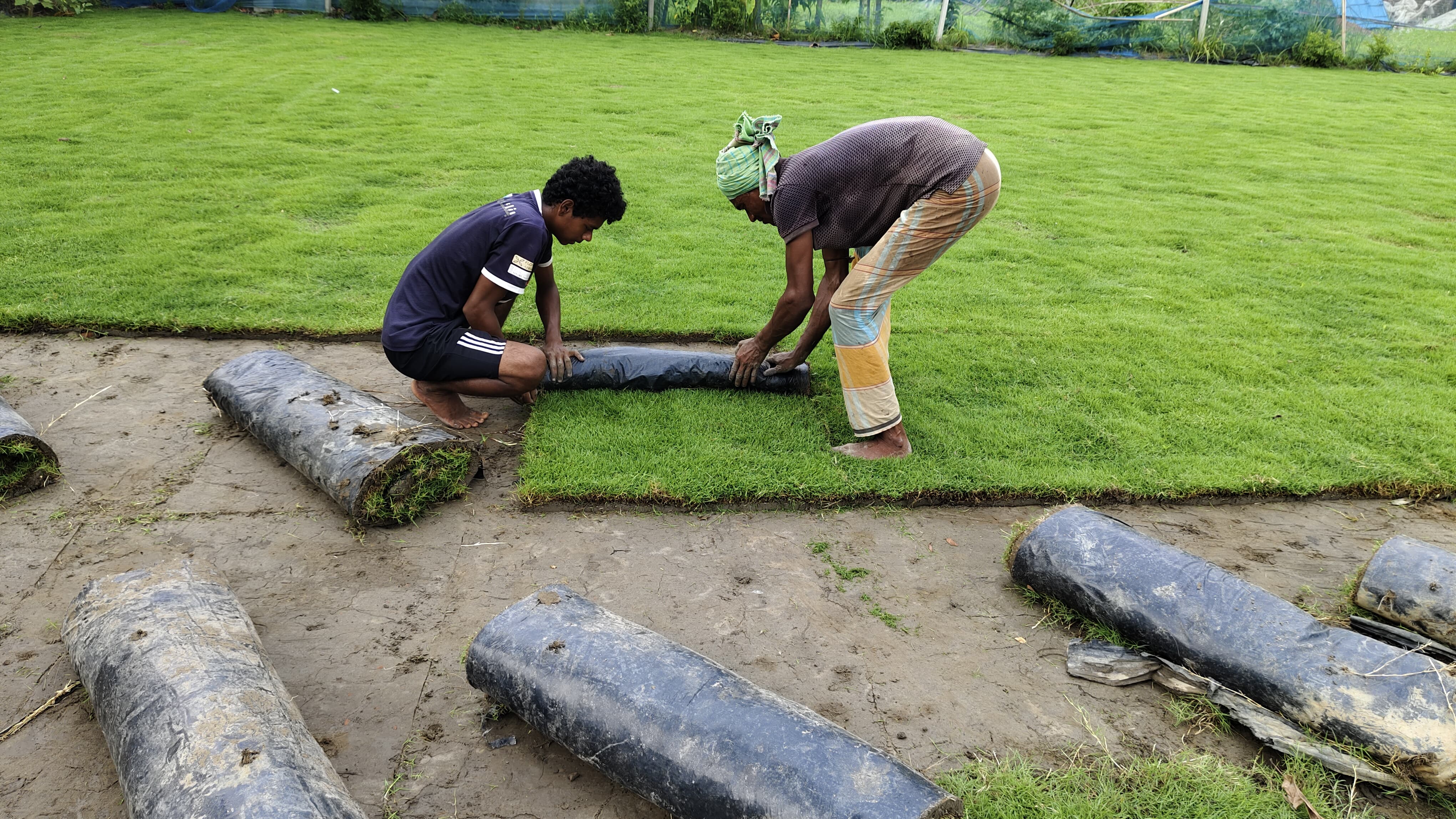 বসতবাড়ির বাগানে জেনুয়িন ঘাস